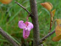 cercis_chinensis_avondale