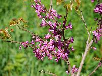 cercis_glabra