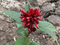 cestrum_purpureum