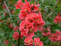 chaenomeles_speciosa_-_japansk_kvaede