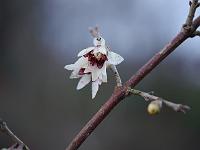 chimonanthus_praecox_-_vinterblomst