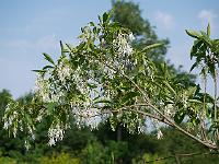 chionanthus_virginicus