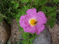 cistus_creticus