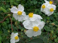 cistus_laurifolius