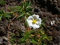 cistus_monspeliensis