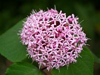 clerodendrum_bungei