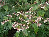 clerodendrum_trichotomum_var_fargesii