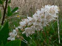 clethra-alnifolia