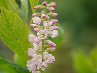 clethra_alnifolia_hokie_pink