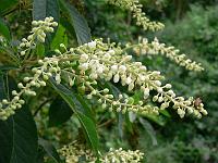 clethra_barbinervis_-_japansk_konvalbusk