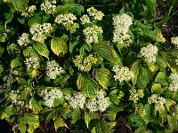 cornus_alternifolia_winter_orange