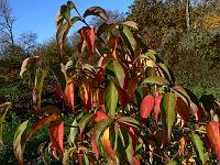 cornus_gloria_birkett