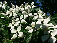 cornus_kousa