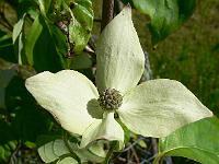 cornus_kousa_china_girl