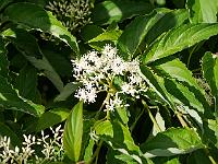 cornus_macrophylla