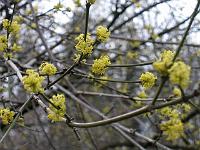 cornus_mas_-_kirsebaerkornel