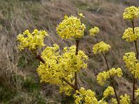 cornus_mas_jolico