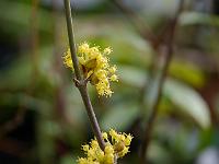 cornus_officinalis