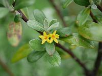 corokia_virgata_yellow_wonder