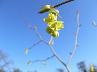 corylopsis_platypetala