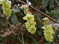 corylopsis-spicata