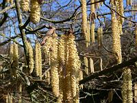 corylus_avellana