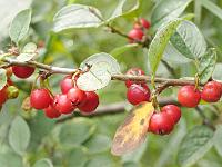 cotoneaster_songoricus