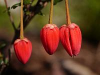 crinodendron_hookerianum