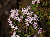 daphne_burkwodii_somerset