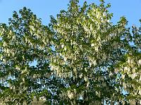 davidia_involucrata_-_duetrae