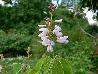 desmodium_elegans