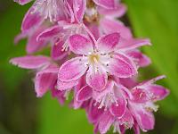 deutzia_magnifica_tourbillon_rouge