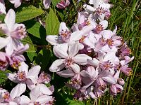 deutzia_mont_rose