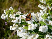 deutzia_scabra