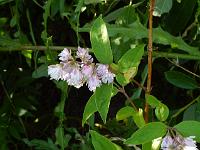 deutzia_scabra_candidissima