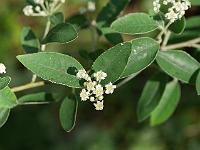 dichotomanthes_tristaniicarpa