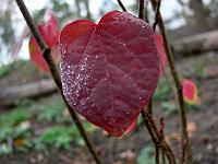 disanthus_cercidifolius