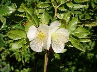 eucryphia_glutinosa