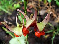 euonymus_cornutus_var._quinquecornutus