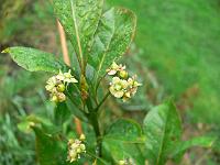 euonymus_fortunei