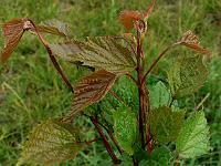 euptelea_polyandra