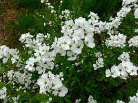 exochorda_racemosa-_perlebusk