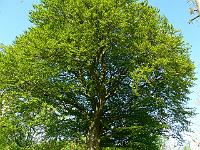 fagus_sylvatica_-_almindelig_boeg