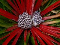 fascicularia_bicolor