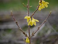 forsythia_ovata_dresdner_vorfruhling