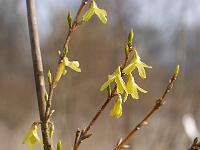 forsythia_x_intermedia_lynwood_gold