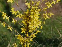 forsythia_x_intermedia_weekend