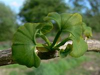 gingko_biloba