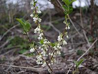 halesia_carolina