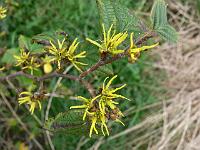 hamamelis_virginiana